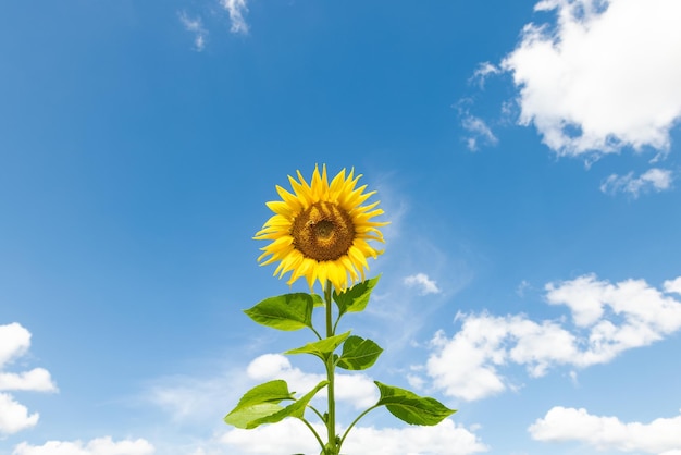 Sunflower against sunny blue sky sunflower cultivation concept