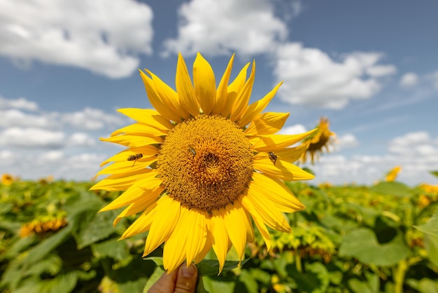 sunflower against sunny blue sky sunflower cultivation concept