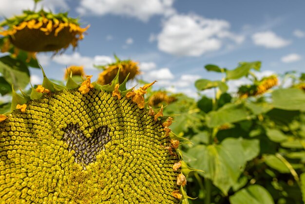 sunflower against sunny blue sky sunflower cultivation concept