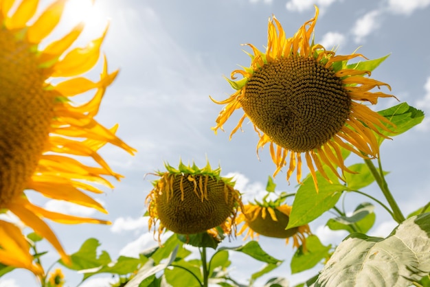 Sunflower against sunny blue sky sunflower cultivation concept