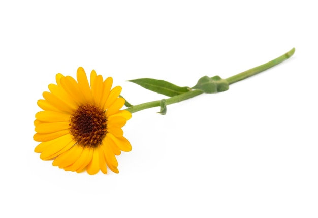 A sunflower against a white background
