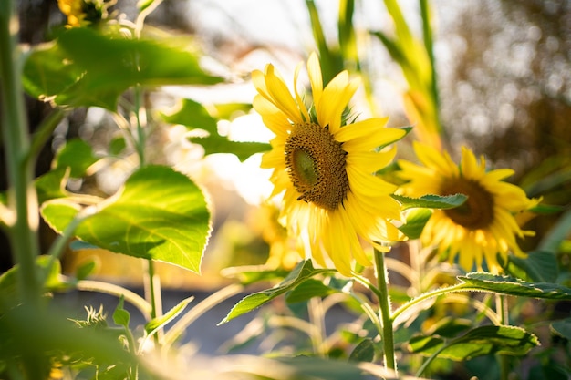 Sunflower agricultural field looks beautiful