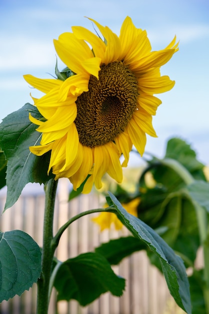 Sunflower on a background of blue sky on a farm
