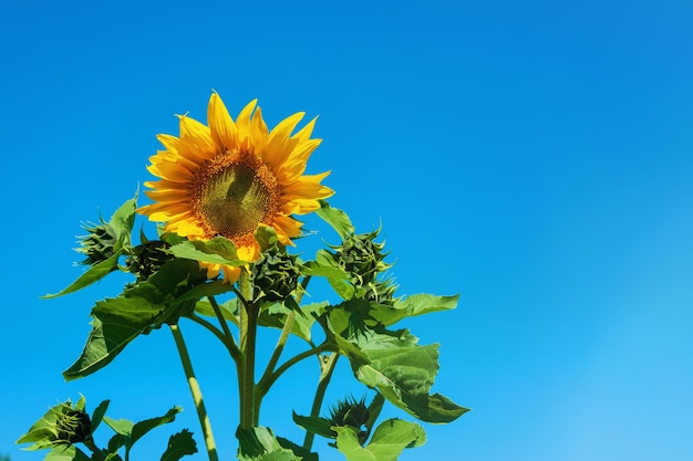 Sunflower on the background of the blue sky