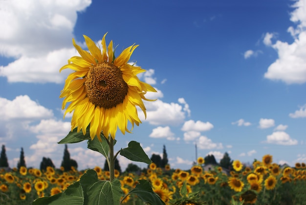 Sunflower on a background of the sky