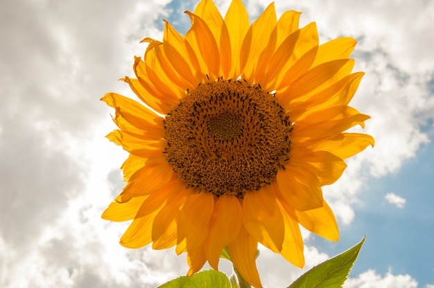 Sunflower on the background of the sunny sky with clouds