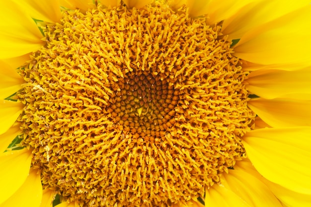 Sunflower Background For Your Design And Needs