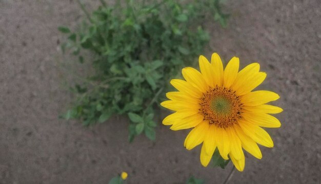 Sunflower Background