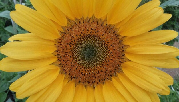 Sunflower Background