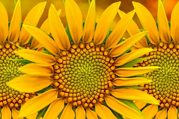 Photo sunflower background