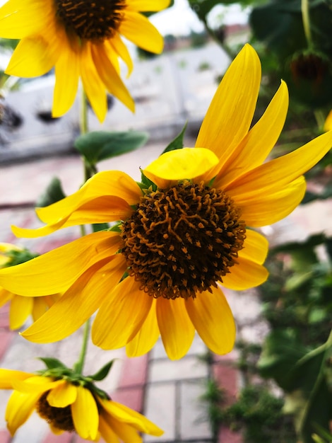 Sunflower beautiful images