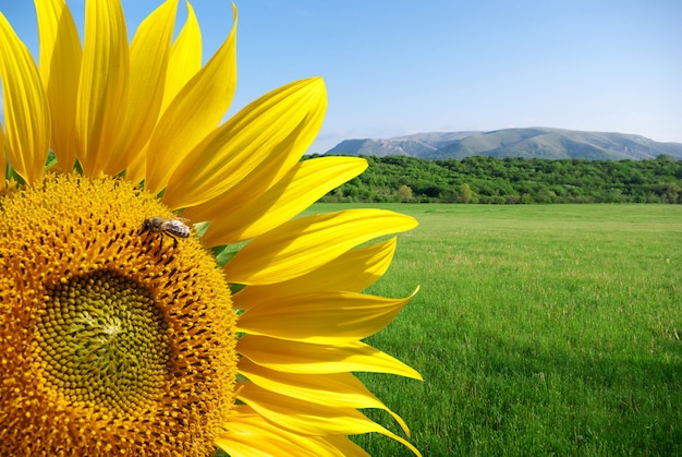 Sunflower and beautiful meadow