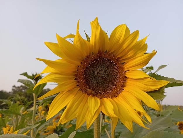 정원의 해바라기와 꿀벌 들판의 해바라기