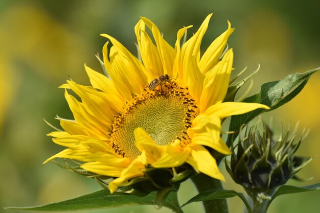 Photo sunflower and a bee