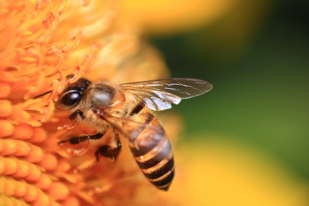 Sunflower and bee