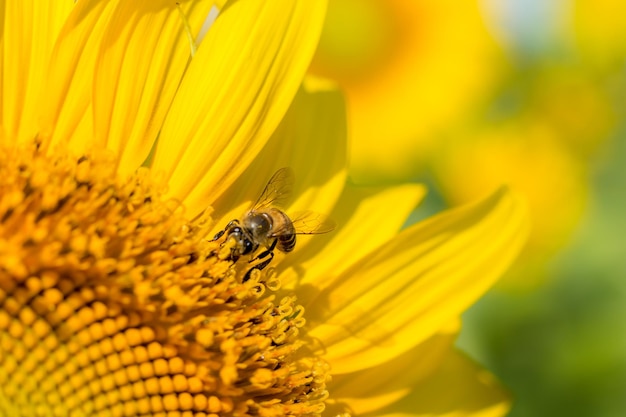 sunflower and bee