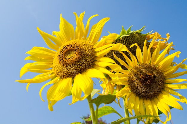 Sunflower and bee