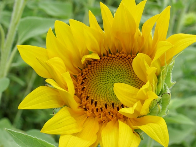 Sunflower bloom