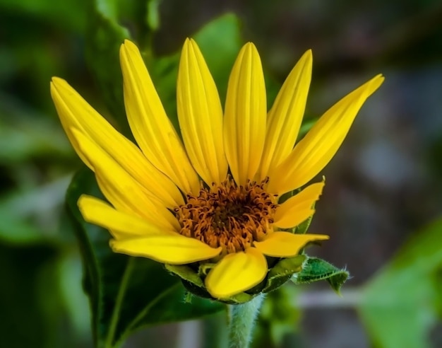 Sunflower blooming in farm