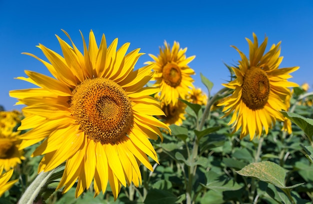 sunflower blooming in the field closeup