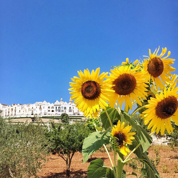 Sunflower blooming in field