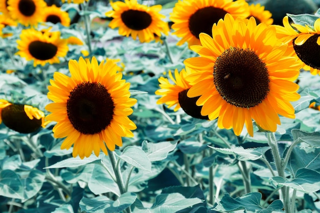 Sunflower blooming in field