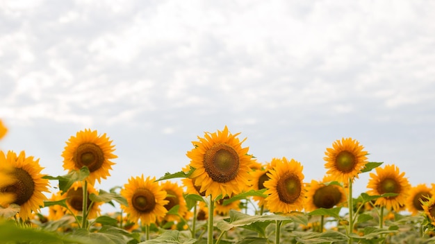 Sunflower blooming flower natural background Harvest time agriculture farming oil production