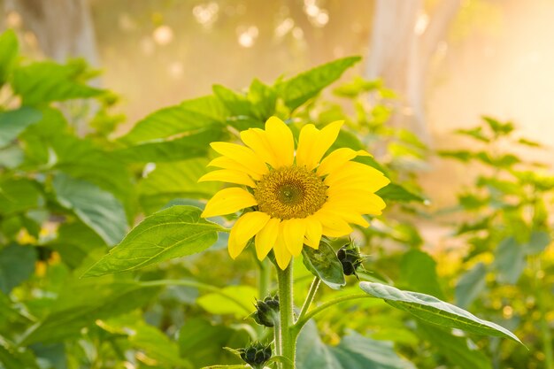 Sunflower blooming in the garden