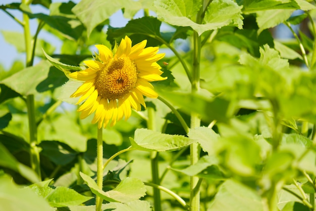 Sunflower blooming in the garden