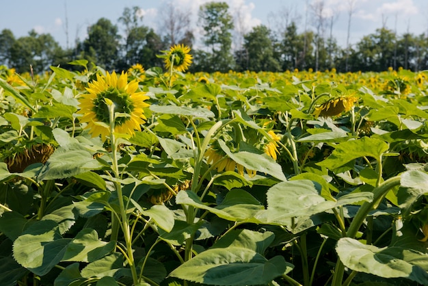 Girasole che fiorisce in un campo di girasoli.