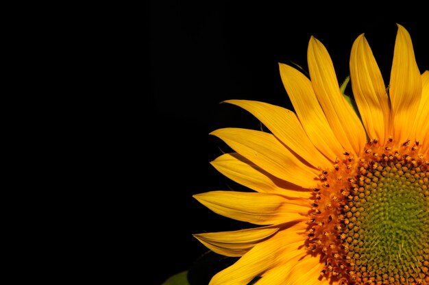 Foto un girasole che fiorisce con uno sfondo scuro, con una messa a fuoco poco profonda