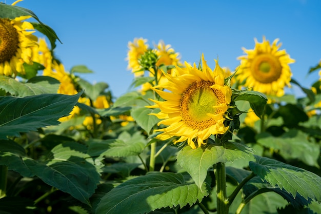 Sunflower blooming.