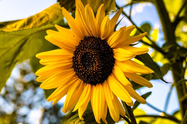 Sunflower blooms blue sky Decorative sunflower Production of sunflower oil