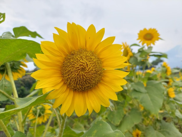 Un girasole fiorisce nel giardino