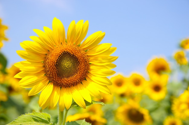 Sunflower blossom close up on sunny day