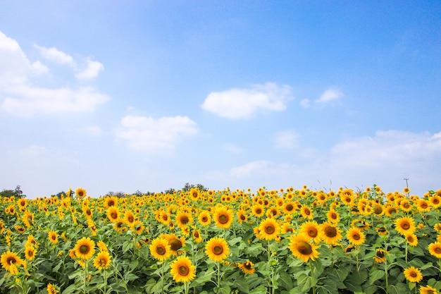 青い空と夏のひまわりの花