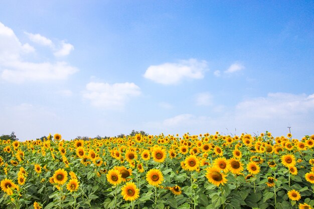 Photo sunflower blossom in summer with blue sky
