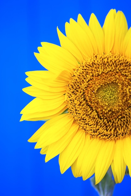 Sunflower on a blue background