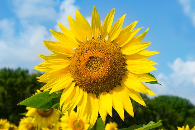 Sunflower on blue sky background on a sunny day