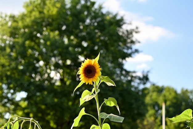 Sunflower and blue sky in the background.