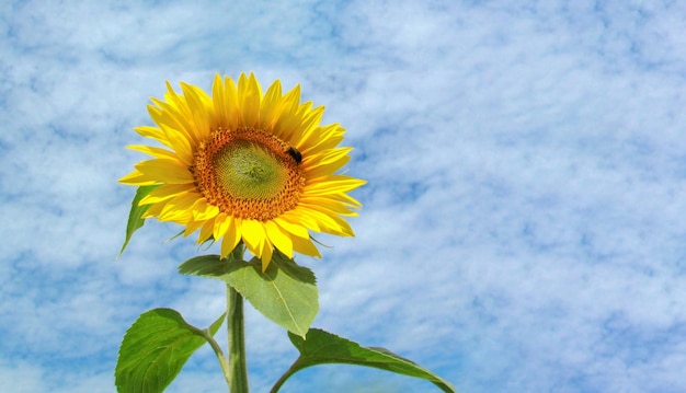 Sunflower on blue sky background