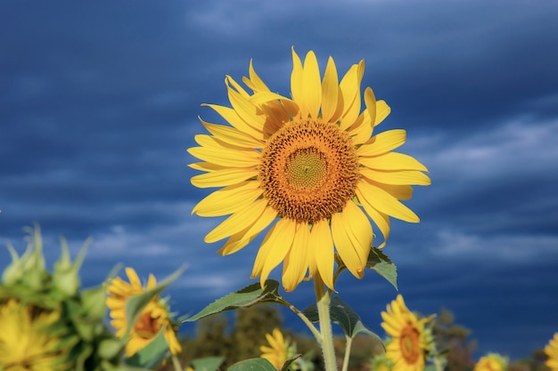 Sunflower at blue sky.