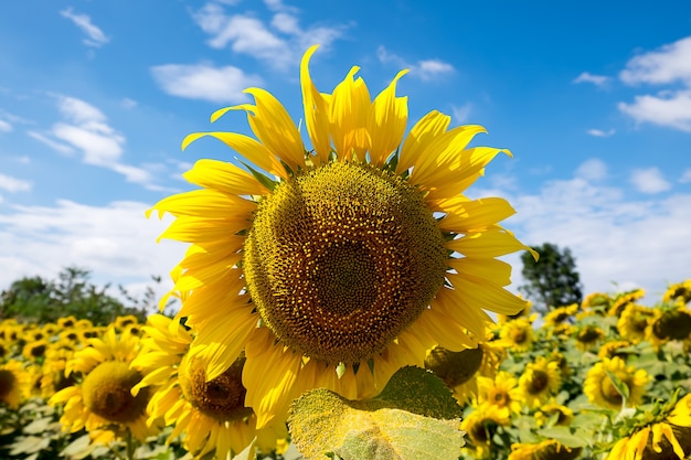 sunflower and blue sky