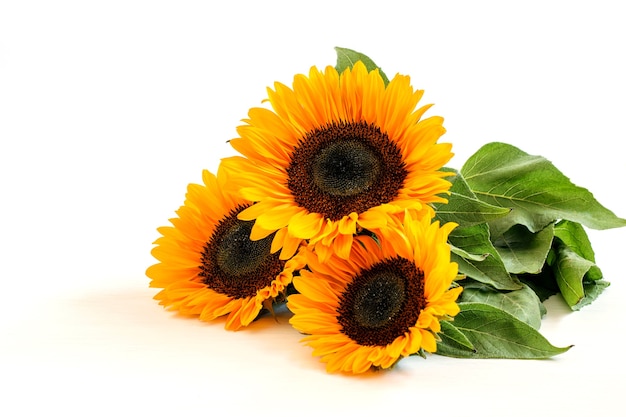 Sunflower bouquet with stems and leaves on the white background horizontally.