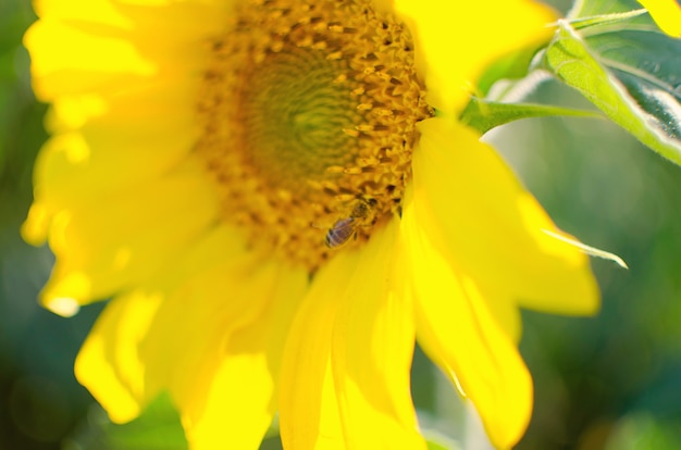 Sunflower on a bright sky. close up