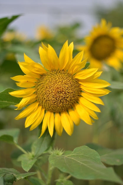 Photo sunflower bunga matahari