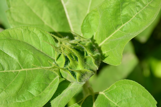 Sunflower burgeon in garden