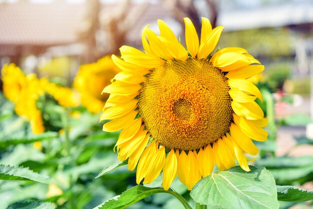 Foto sunflower close-up su uno sfondo di cielo blu in una giornata di sole vista laterale