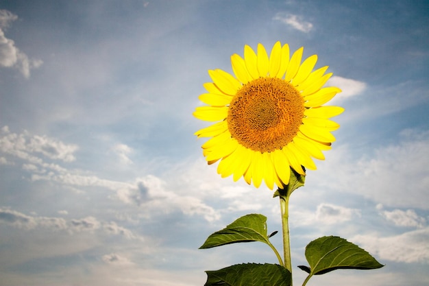 Sunflower close up Blooming sunflower Natural background There is a place for text Lots of free space Background Banner Postcard