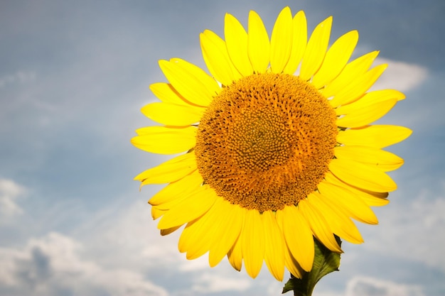 Sunflower close up Blooming sunflower Natural background There is a place for text Lots of free space Background Banner Postcard